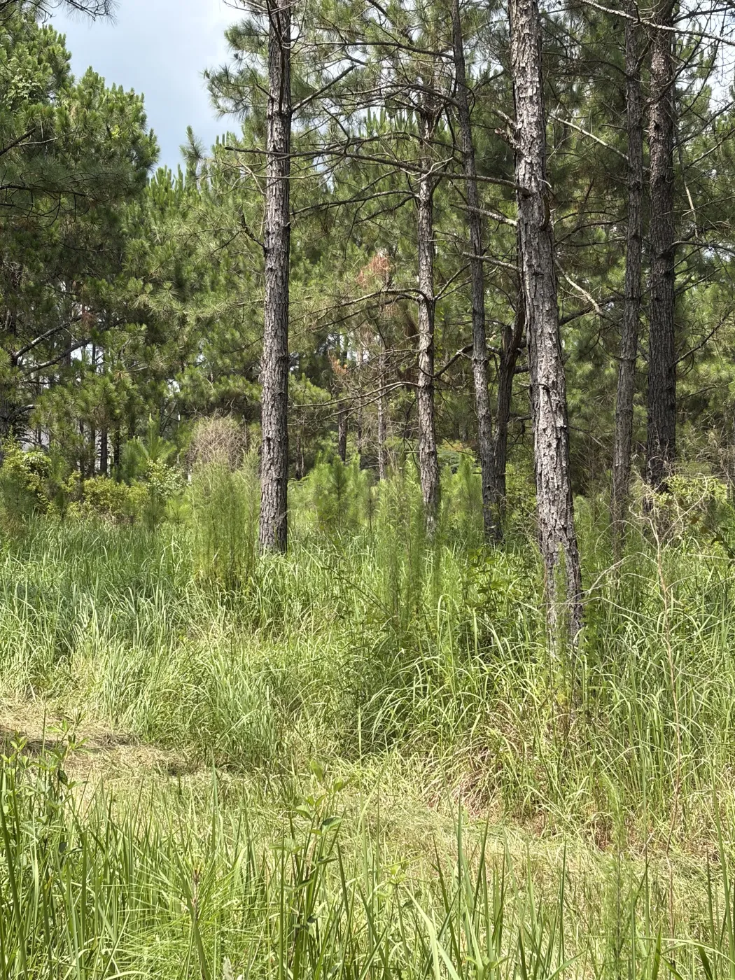 Overgrown ground among pines before clearing