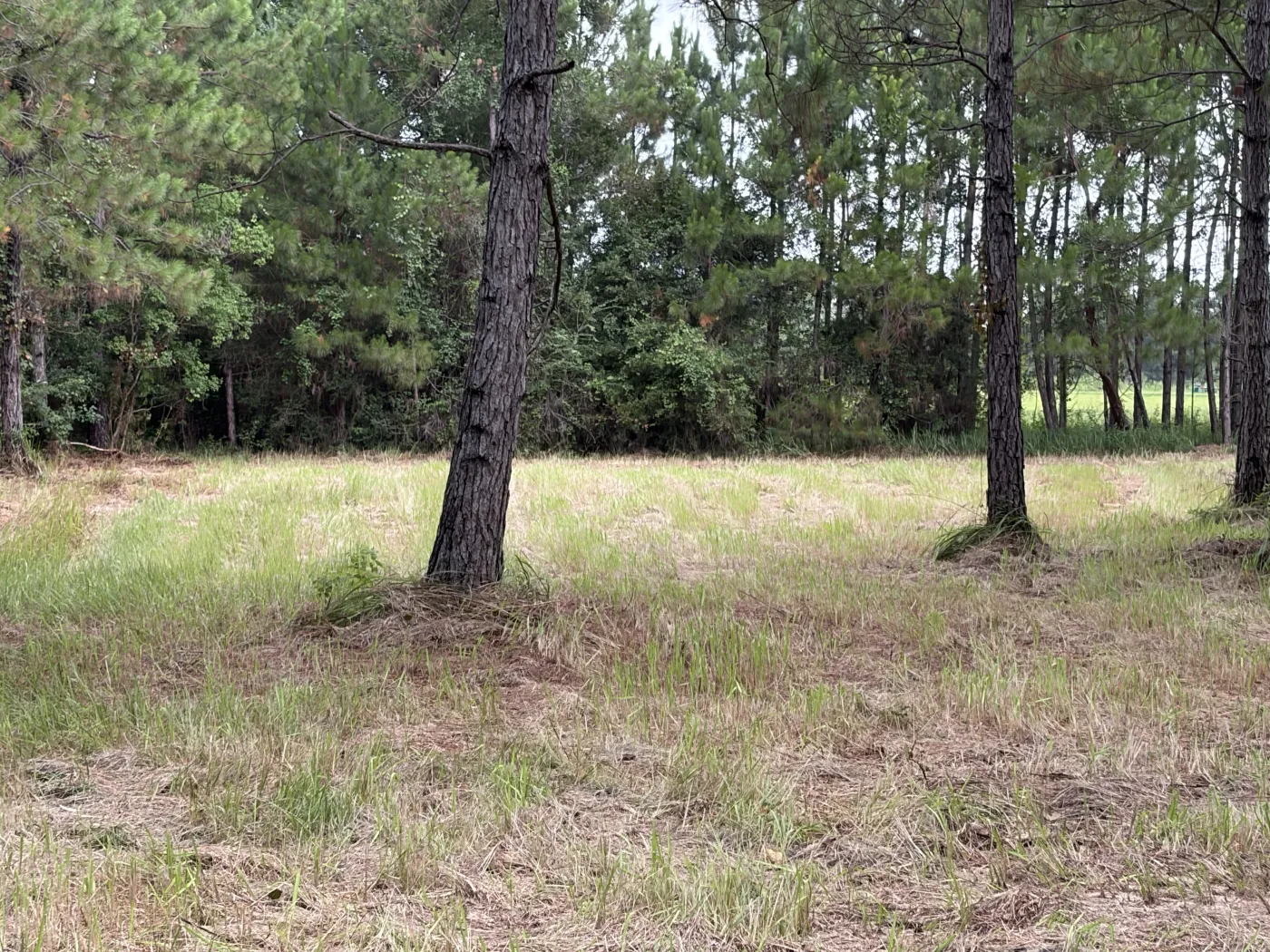 The pine stand after clearing, ground opened up