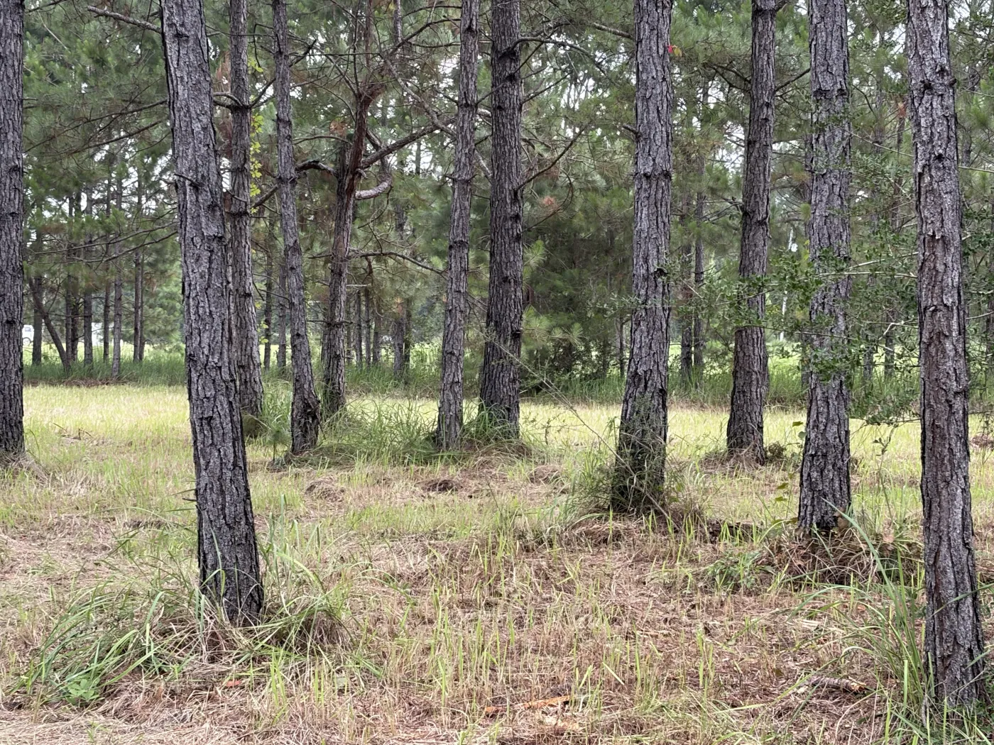 Pine stand before clearing work