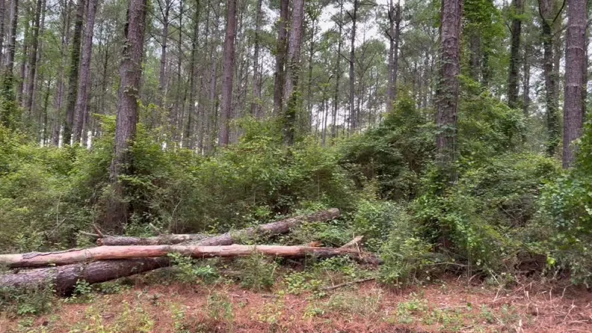 Land clearing