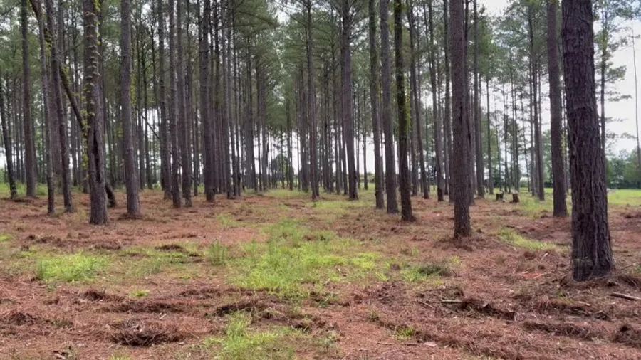 Land Clearing in Alberta, AL